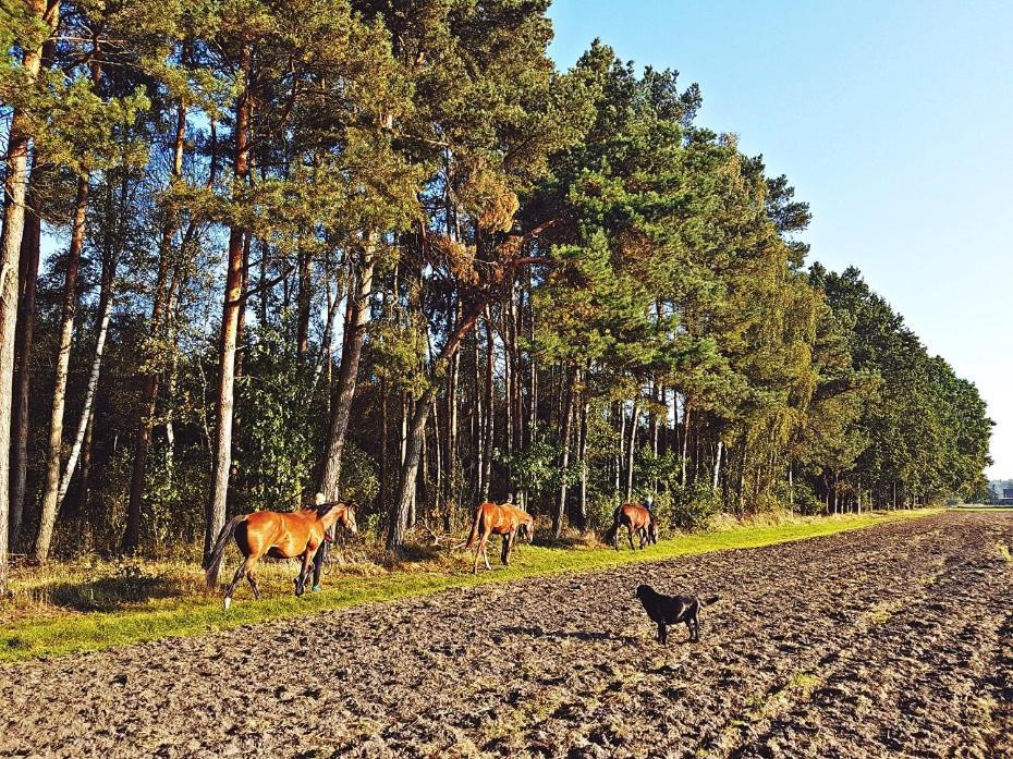 Agroturystyka Pod Modrzewiami Nowy Tomyśl Εξωτερικό φωτογραφία